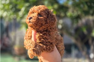 Cooper - Poodle, Toy for sale