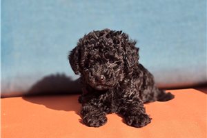 Elon - puppy for sale