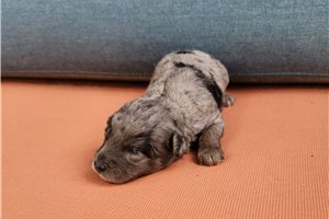 Foster - puppy for sale