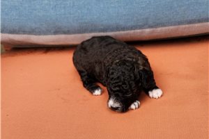 Aiden - Poodle, Toy for sale