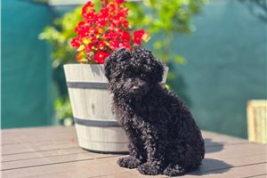 Dawn - Poodle, Toy for sale