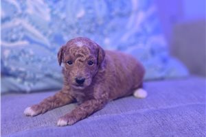 Elijah - Poodle, Toy for sale