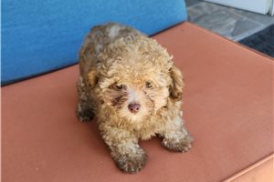 Elvira - Toy Poodle for sale