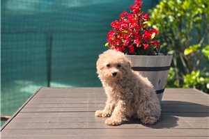 Davina - Poodle, Toy for sale