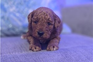 Easton - puppy for sale