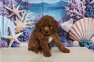 Easton - Poodle, Toy for sale
