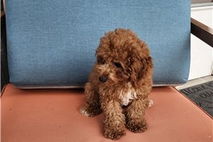 Easton - Poodle, Toy for sale