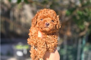 Carter - Poodle, Toy for sale