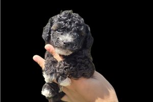 Aiden - Poodle, Toy for sale