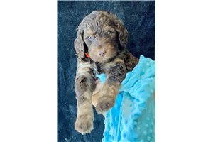 Orange Johnny - Labradoodle for sale