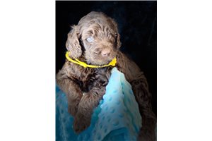 Yellow Fred - Labradoodle for sale