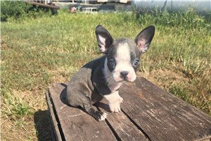 Anna - Boston Terrier for sale