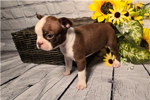 Alexis - Boston Terrier for sale