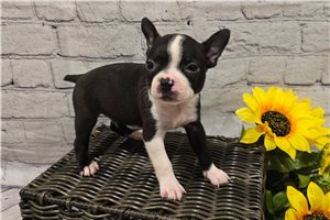 Adam - Boston Terrier for sale