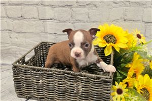 Aspen - Boston Terrier for sale