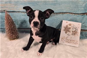 Becky - Boston Terrier for sale
