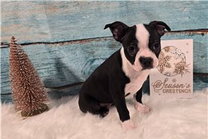 Belladonna - Boston Terrier for sale