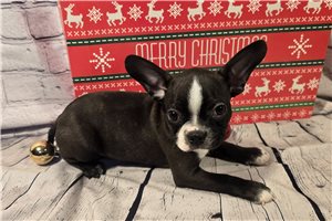 Nero - Boston Terrier for sale