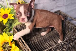 Anya - Boston Terrier for sale