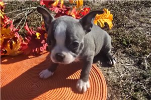 Nicolette - puppy for sale
