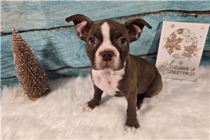 Bellatrix - Boston Terrier for sale