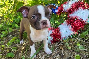 Anya - Boston Terrier for sale