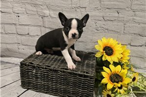 Ajax - Boston Terrier for sale