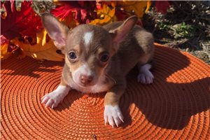 Starr - puppy for sale