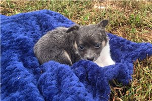 Sloan - puppy for sale