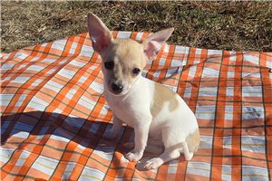 McCartney - puppy for sale