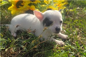 Paul - puppy for sale