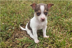 Sinbad - Chihuahua for sale