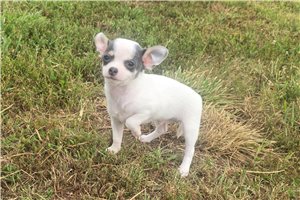 Pistol - Chihuahua for sale