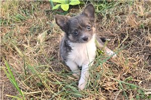 Sloan - Chihuahua for sale
