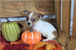 Reba - puppy for sale