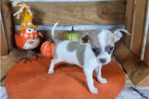 Travis - puppy for sale