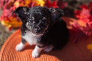 Lennon - Chihuahua for sale