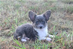 Sloan - Chihuahua for sale