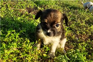 Denver - Chihuahua for sale