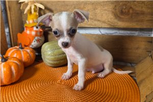 Travis, a Chihuahua puppy