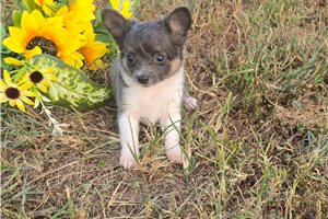 Sloan - Chihuahua for sale