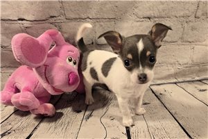 Camille - Chihuahua for sale