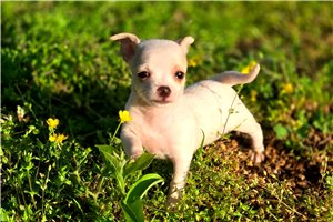 Diana - Chihuahua for sale