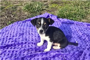 Avery - Chihuahua for sale