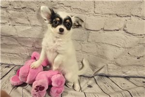 Daylin - Chihuahua for sale