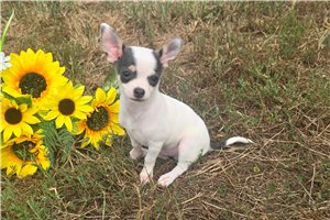 Pistol - Chihuahua for sale