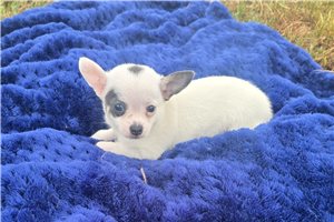 Paul - Chihuahua for sale