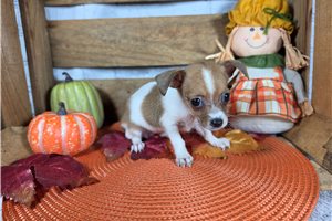 Dolly - puppy for sale