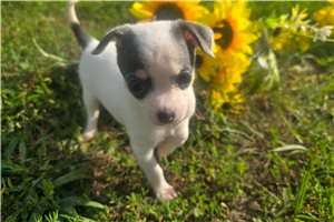 Pistol - Chihuahua for sale