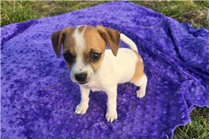 Abigail - Chihuahua for sale